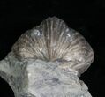 Platystrophia Brachiopod Fossil From Kentucky #5764-2